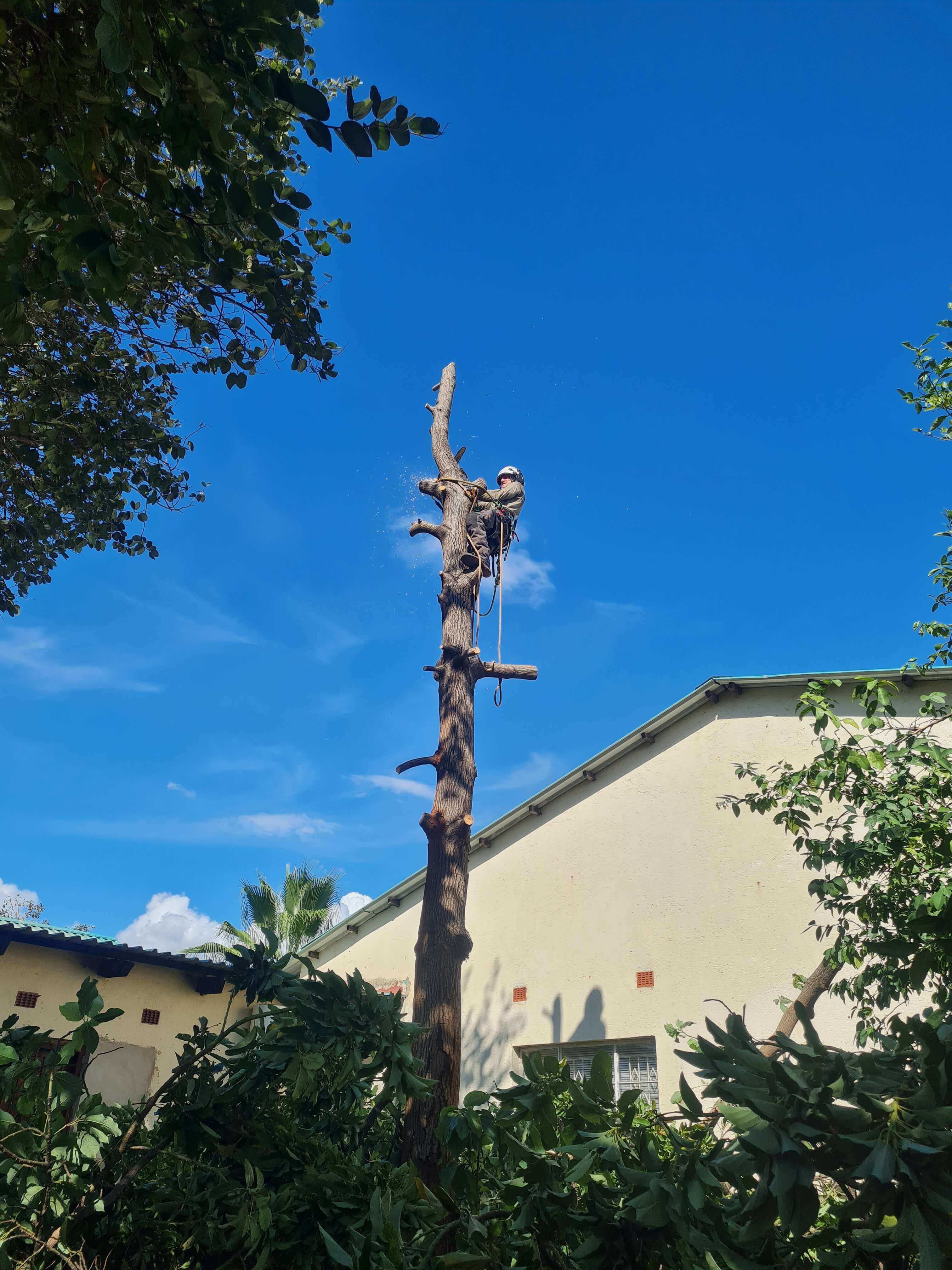 Tree removal Lusaka